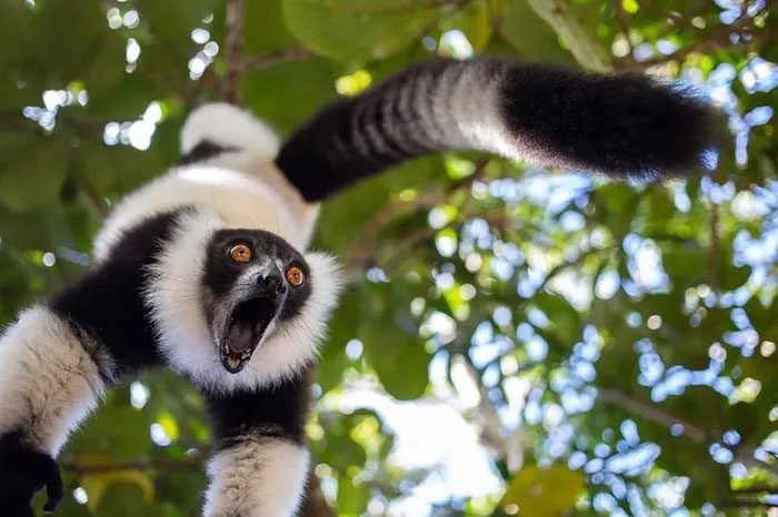 This lemur struggles to control its emotions.