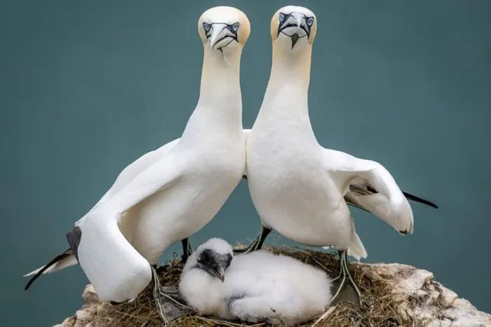 Striking a family photo pose.