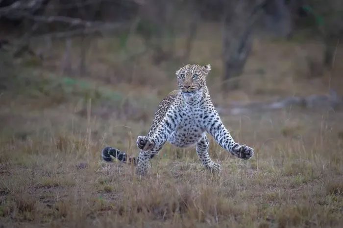 The leopard appears ready to take flight!