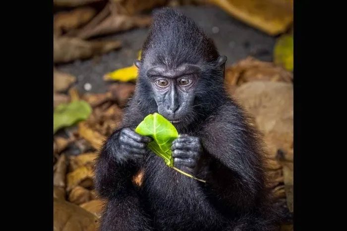 A black howler monkey practicing hypnosis.