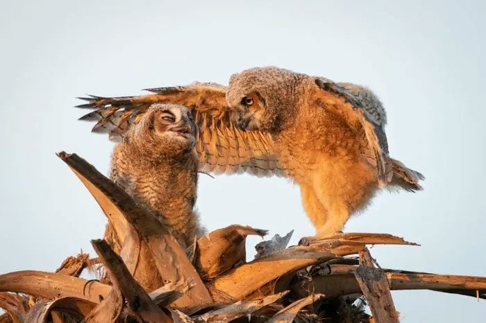A great horned owl directing its relatives.
