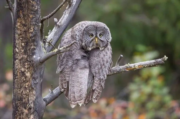A gray owl greets Monday morning but shows no signs of enthusiasm.