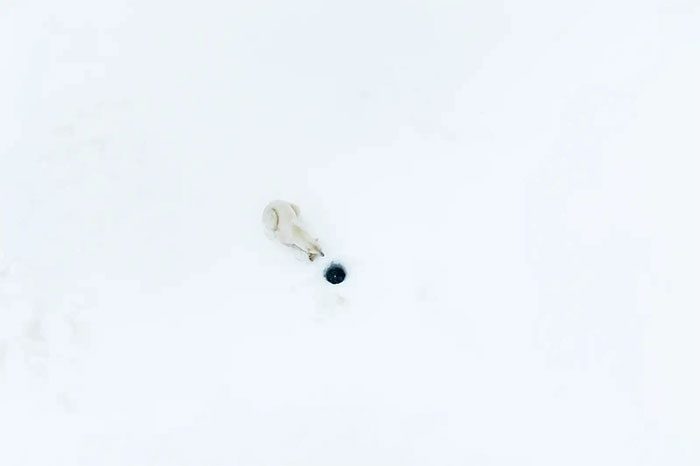 A polar bear patiently waiting for a seal to poke its head out of a hole