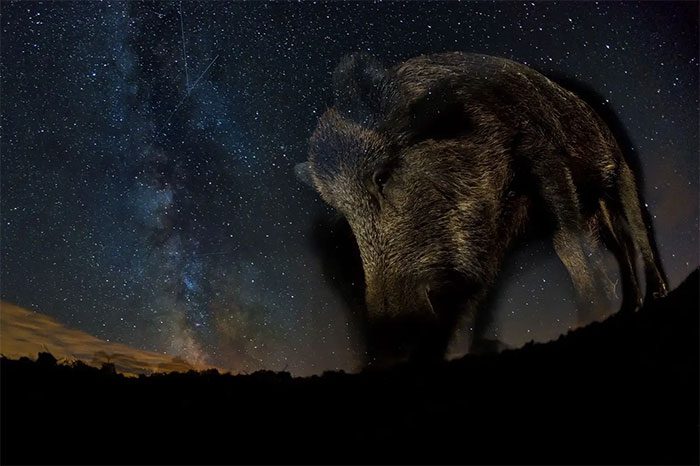 The foreground in the stunning Milky Way photo features a wild boar.