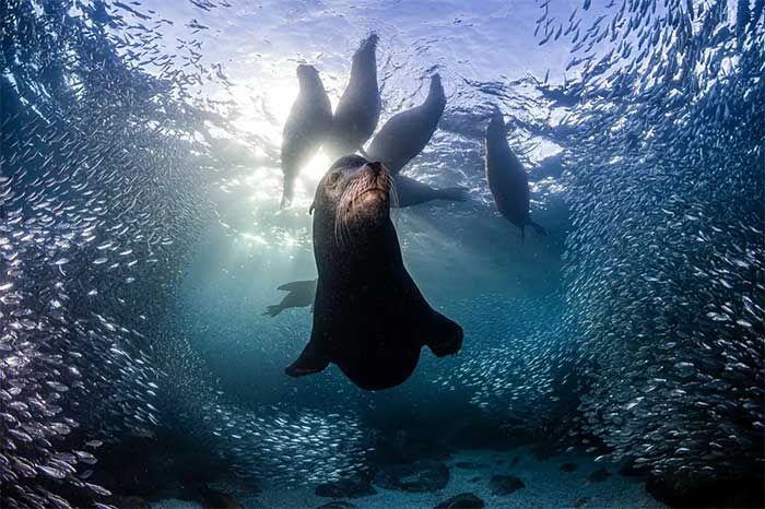 Portrait of a Sea Lion