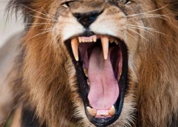 animals in africa speak more than lions 130236