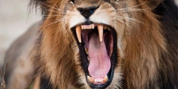 animals in africa speak more than lions 130236