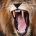 animals in africa speak more than lions 130236