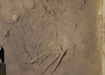 announcement of discovery of 11 mysterious underground structures and an ancient human skeleton 1 year old at tam chuc 130764
