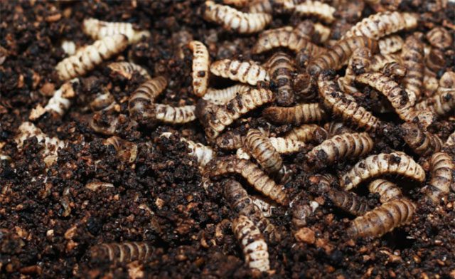 Black Soldier Fly Larvae