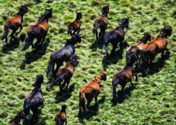 australia begins culling 14 000 wild horses 131440