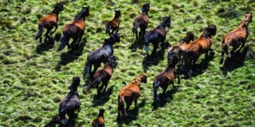 australia begins culling 14 000 wild horses 131440