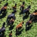 australia begins culling 14 000 wild horses 131440