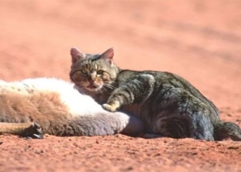 australia can change genes to eliminate gray wolves harm 131288