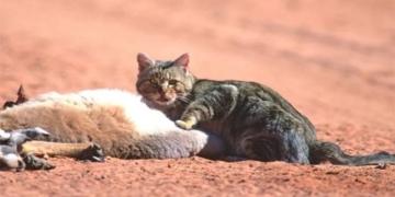 australia can change genes to eliminate gray wolves harm 131288