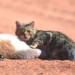australia can change genes to eliminate gray wolves harm 131288