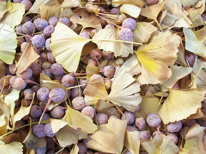 Ginkgo has anti-inflammatory effects.