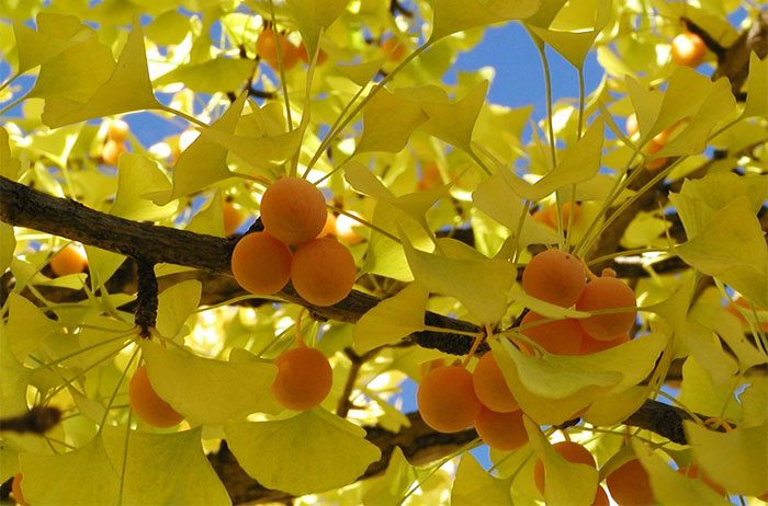 Ginkgo's antioxidant properties may prevent various eye diseases.