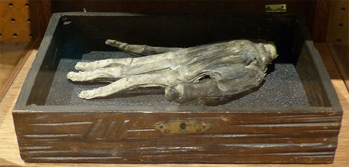 "The Hand of Glory" on display at the Whitby Museum (UK).
