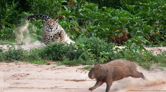 The jaguar is the most fearsome predator in the wild.