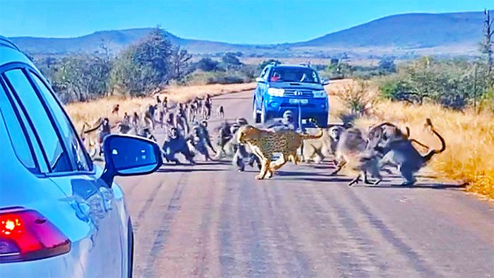 A leopard being attacked by a troop of baboons.