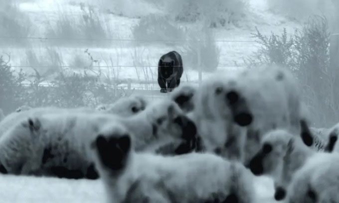 Puma targeting a flock of sheep on a farm.