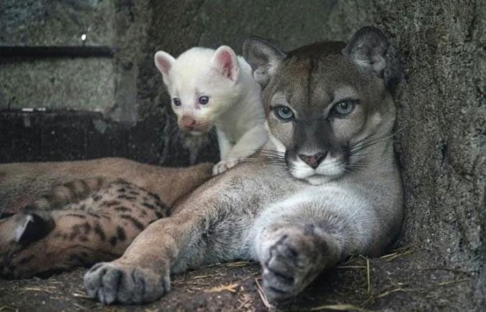 One-month-old albino jaguar
