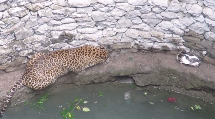 Domestic cat confronts leopard