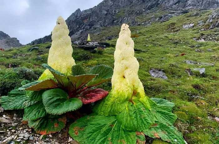 This plant can have gigantic flower clusters 1-2m tall, growing close to the ground.