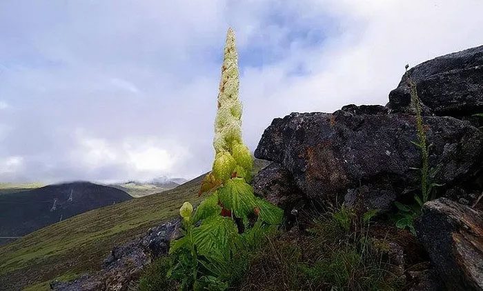The local people regard this plant as a treasure.