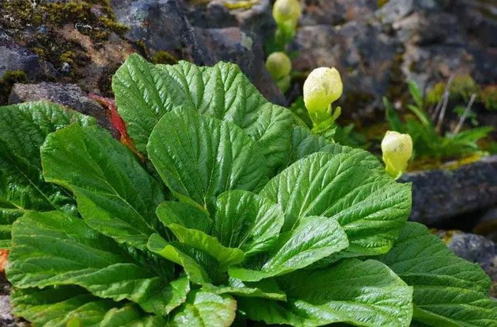 This plant has an incredibly resilient life span of about 10 to 40 years.