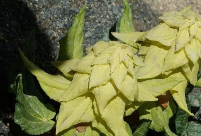 This is a plant that flowers very rarely.