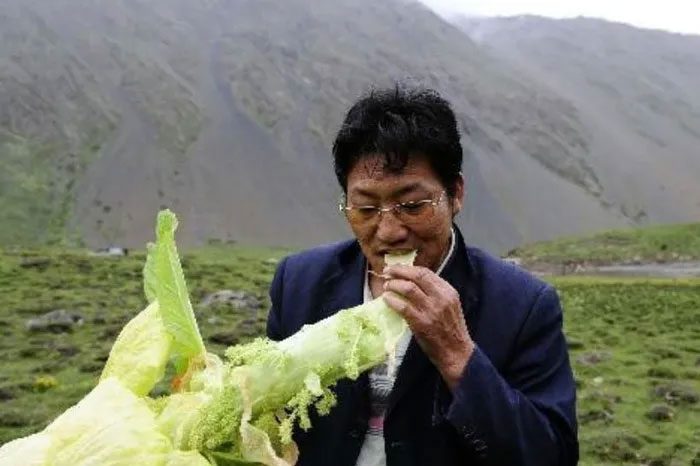 The Golden Tower plant has a white, green appearance that can be eaten raw, offering a sweet taste.