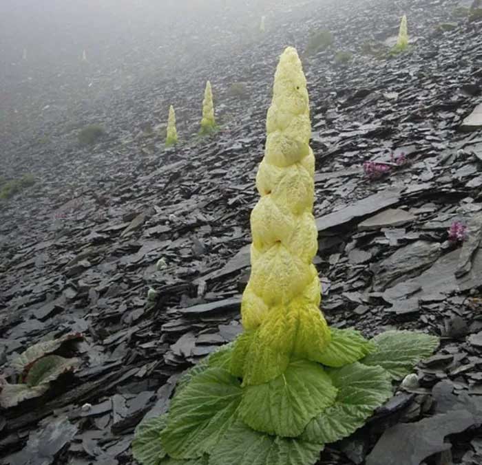 Tahuang cabbage is a precious herb.