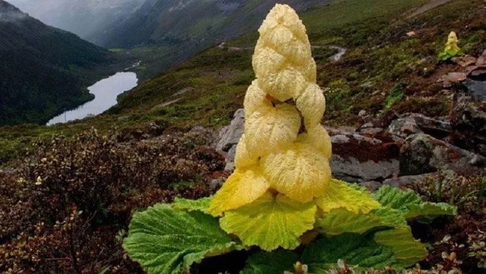 The Golden Tower plant