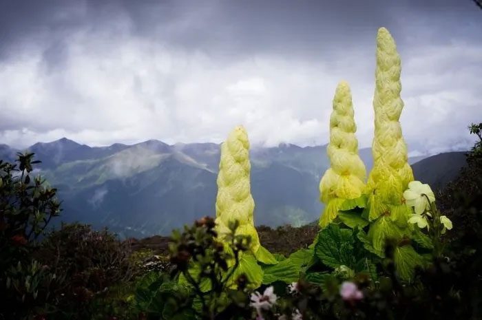 The "Tahuang" (Golden Tower) has the scientific name Rheum nobile, also known as giant cabbage