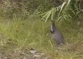 bat ba con chuot tui ngoai tu nhien o cao bang 130911