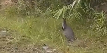bat ba con chuot tui ngoai tu nhien o cao bang 130911