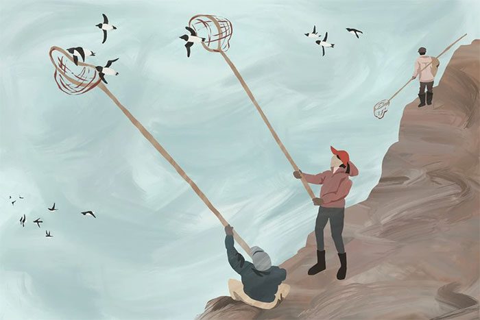 At the end of spring, Inuit actively net Dovekies.