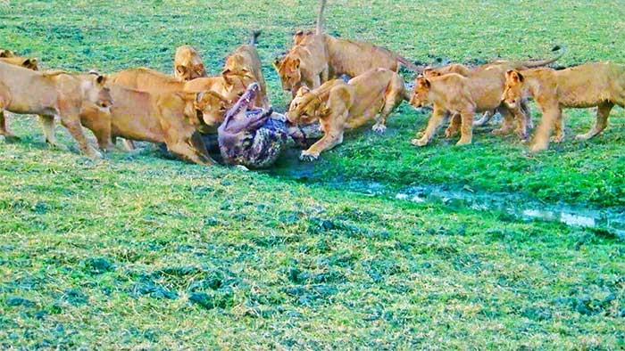 The lion pride charges towards a crocodile to hunt for food for their cubs.