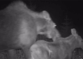 bear and attack mother and daughter deer sung tam cung luc 129760