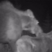 bear and attack mother and daughter deer sung tam cung luc 129760