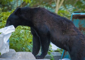 bear encroaches on canadian city after forest fire 129601