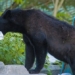 bear encroaches on canadian city after forest fire 129601