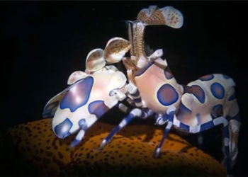 beautiful shrimp species that can eliminate very large pests 130977