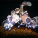 beautiful shrimp species that can eliminate very large pests 130977