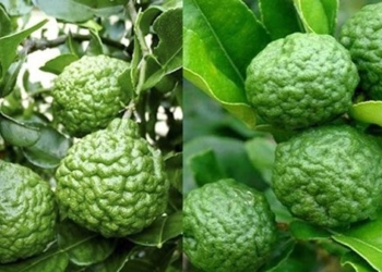 benefits of kiwi for health 131121