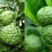 benefits of kiwi for health 131121