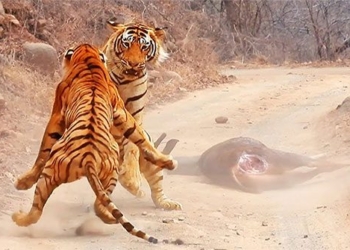 bengal cat video surprise gift left by who meeting in hoa 129877