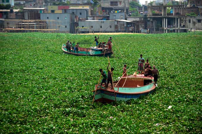 Invasive Water Hyacinth